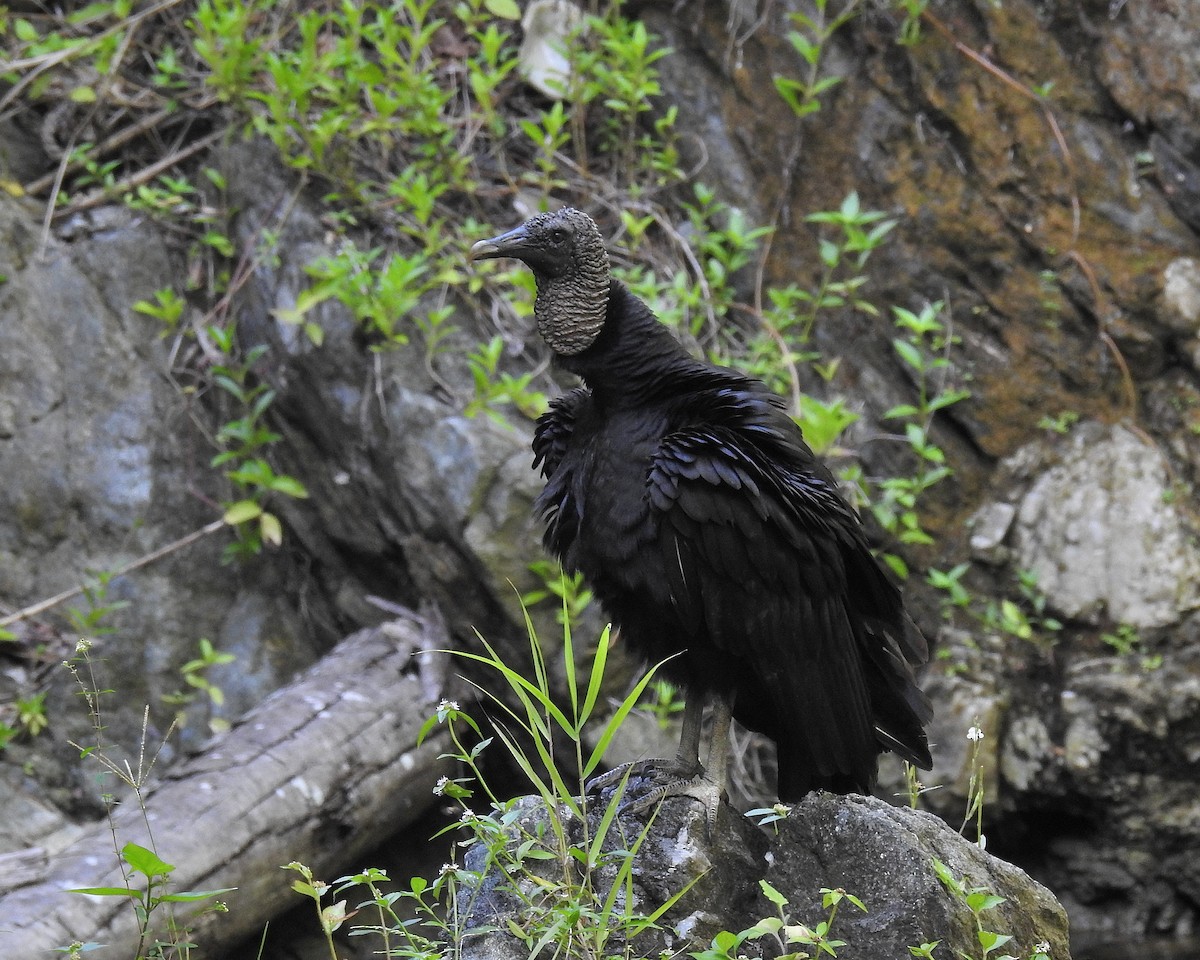 Black Vulture - Tania Aguirre