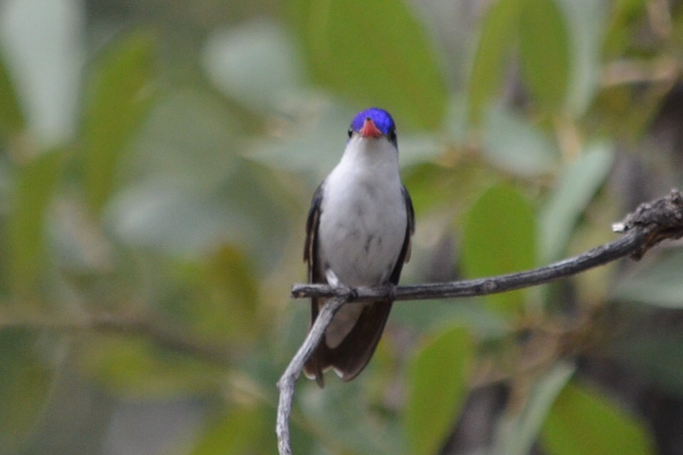 Violet-crowned Hummingbird - ML602890431