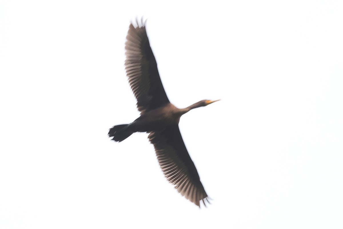 Double-crested Cormorant - Bradford Winn
