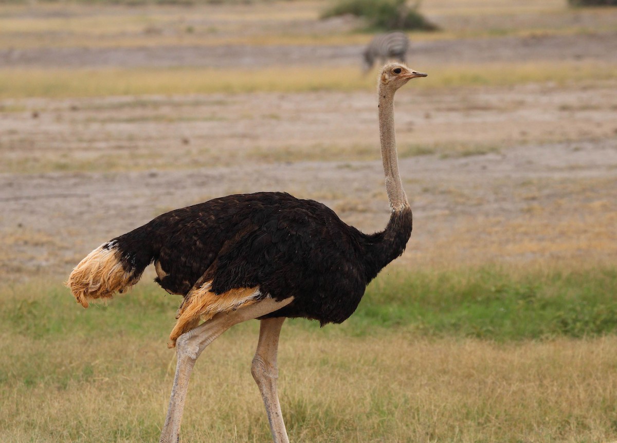 Common Ostrich - ML602897161