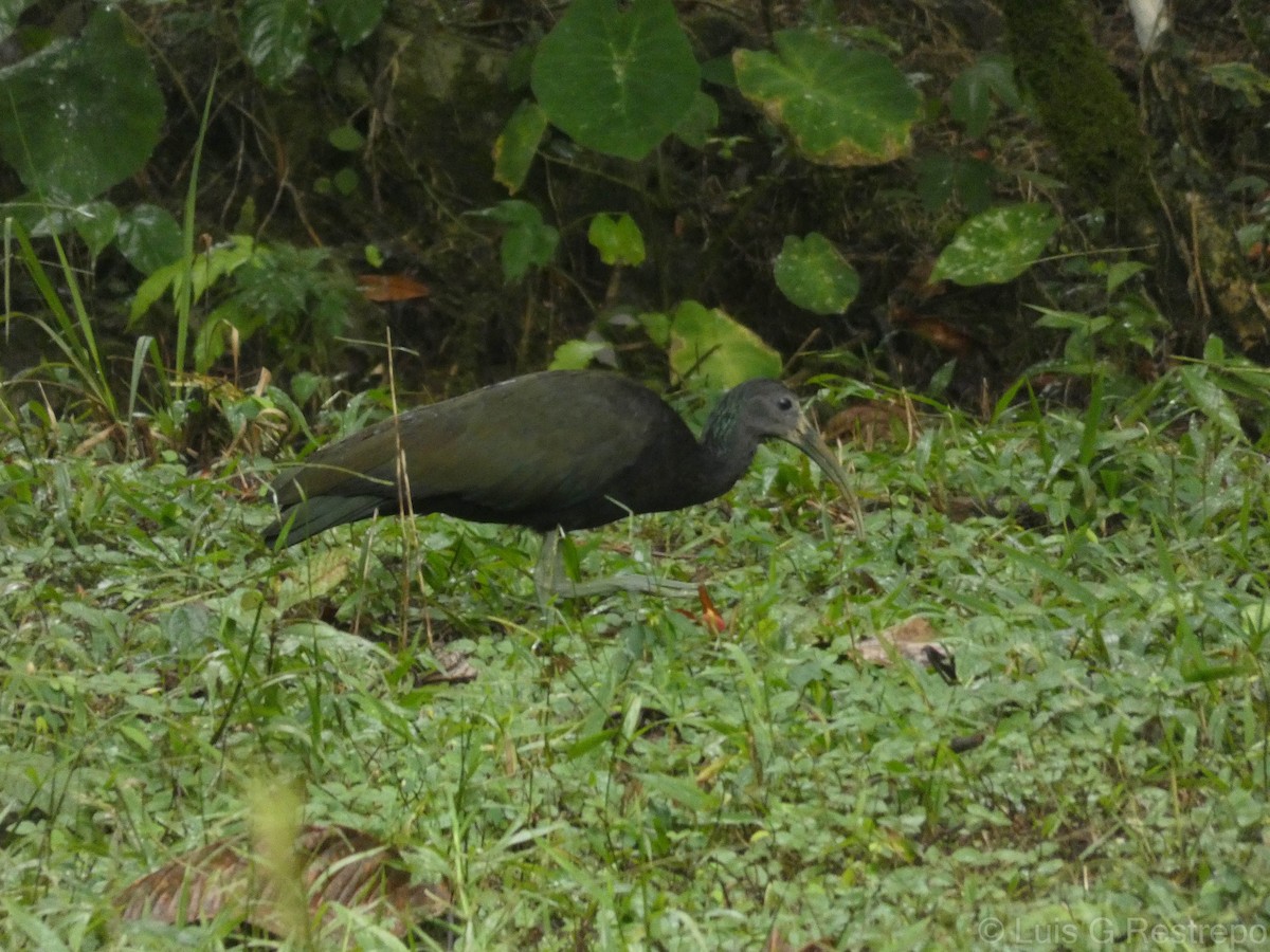 ibis zelený - ML602898991