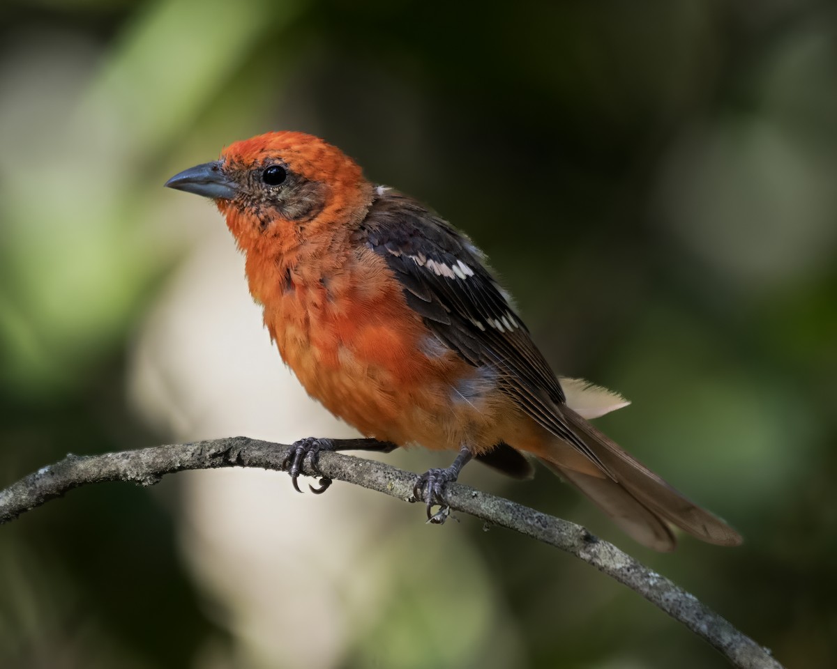 Flame-colored Tanager - ML602900601