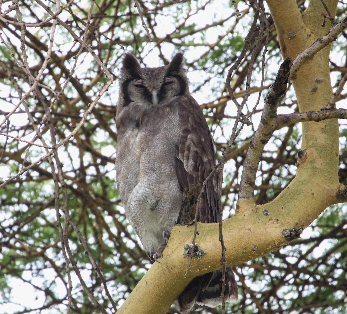 Verreaux's Eagle-Owl - ML602901771