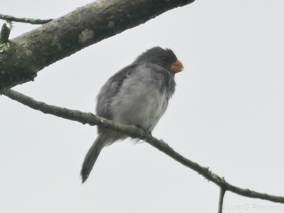 Gray Seedeater - ML602901961