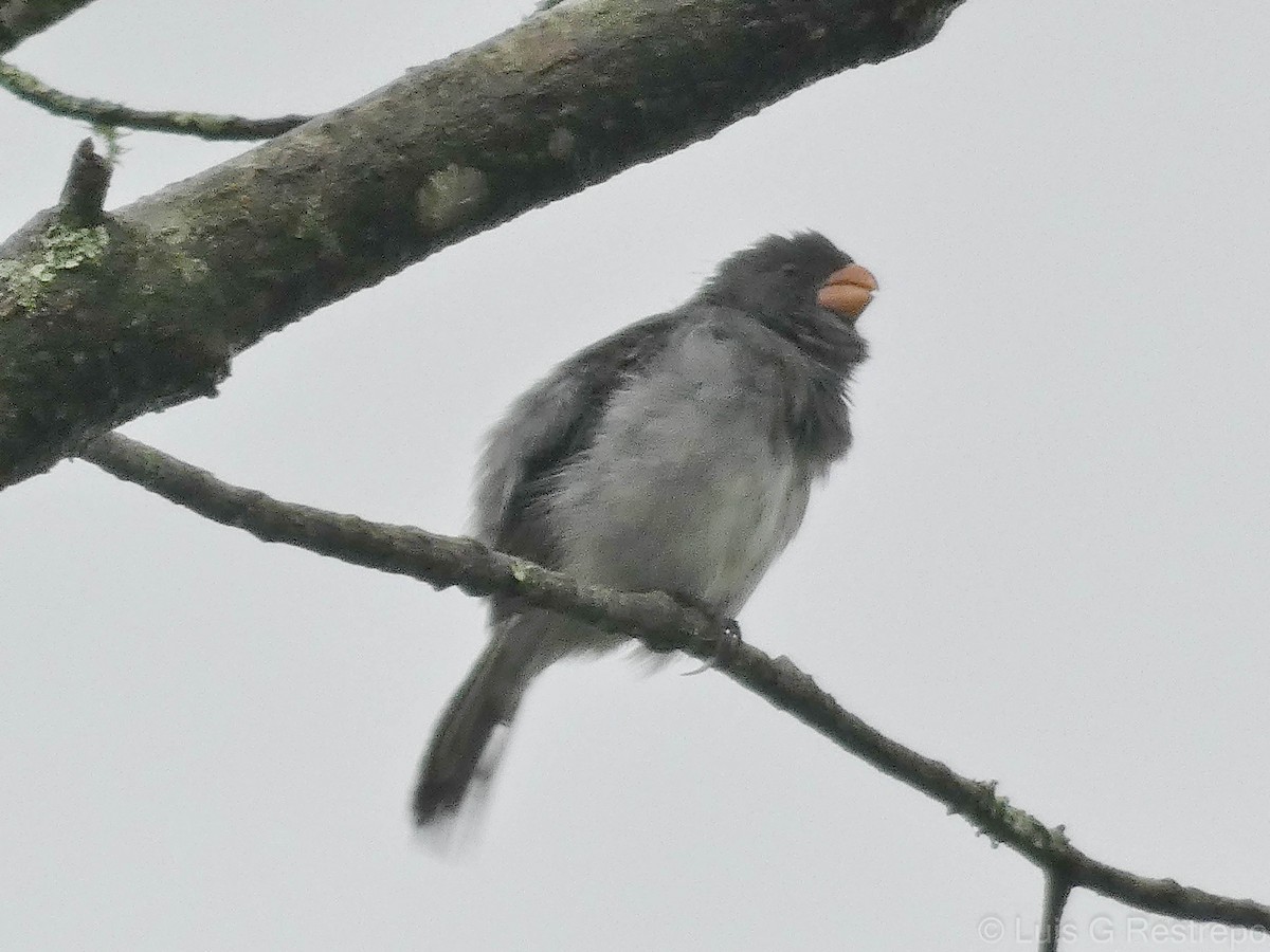 Gray Seedeater - ML602901971