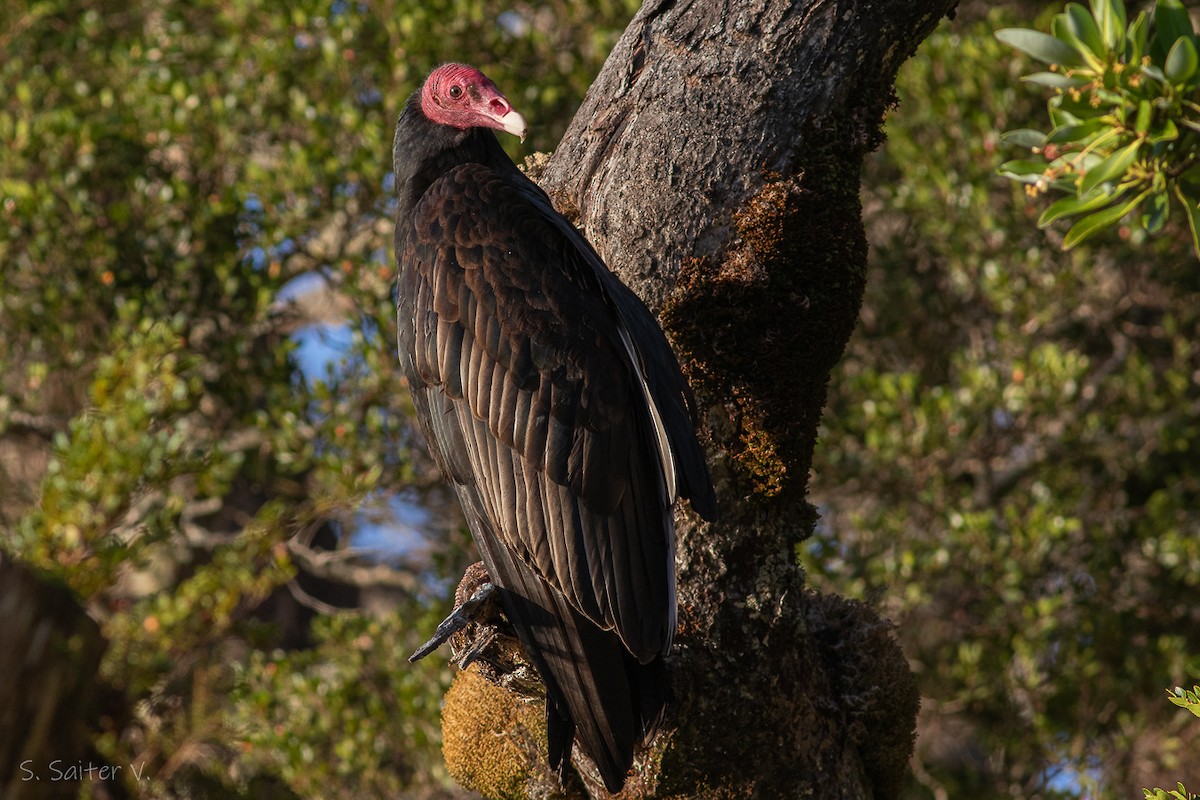 Turkey Vulture (South Temperate) - ML602904401