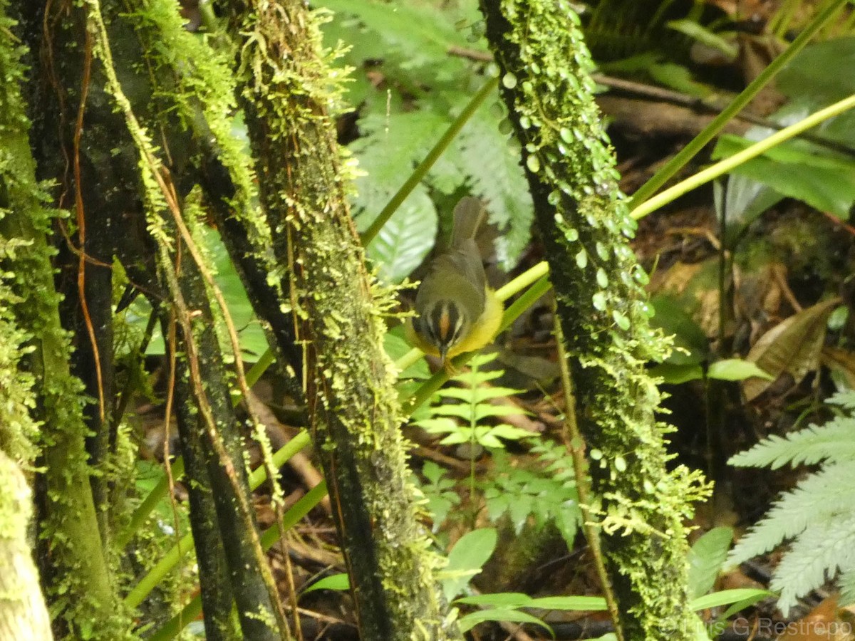 Russet-crowned Warbler - ML602906301
