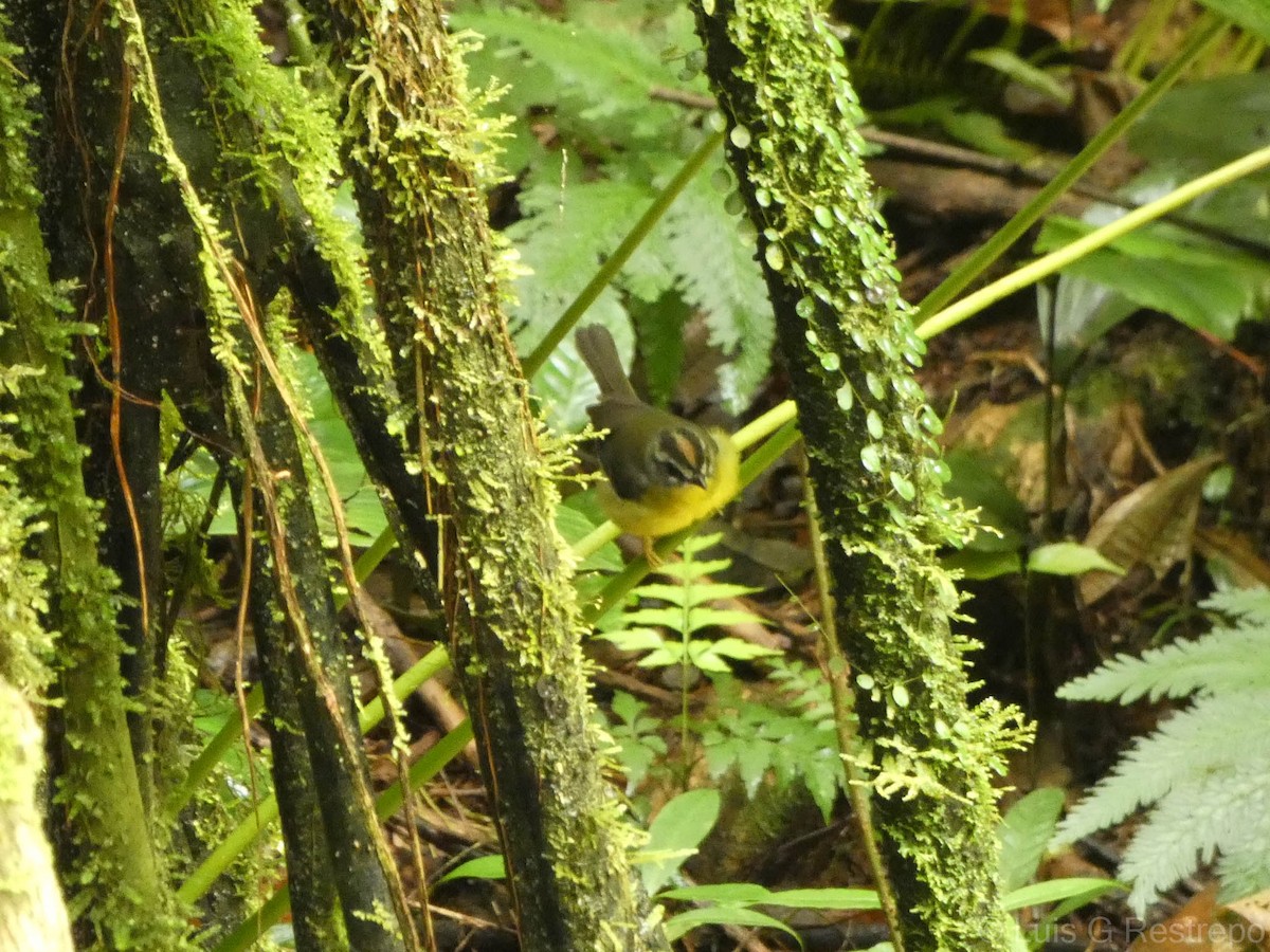 Russet-crowned Warbler - ML602906311