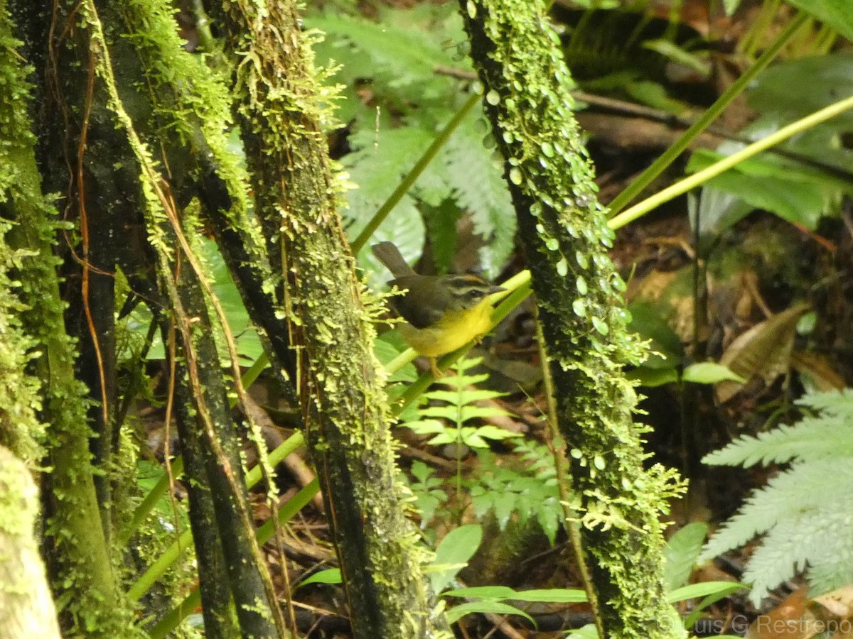 Russet-crowned Warbler - ML602906321