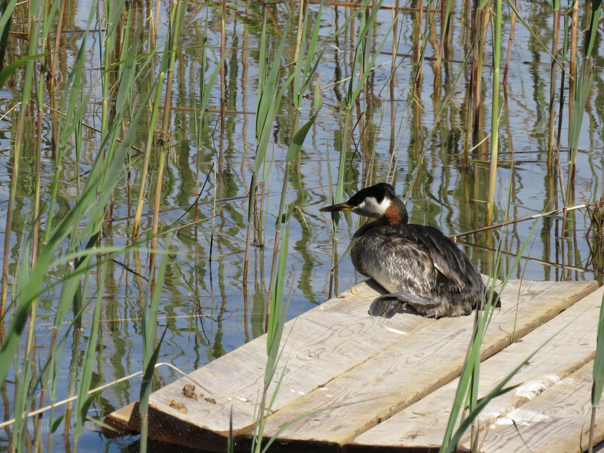 Red-necked Grebe - Hannah LaCroix