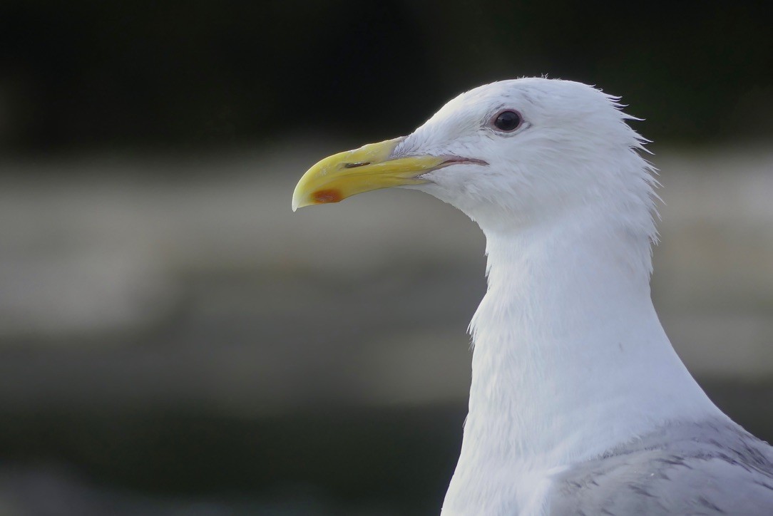 Glaucous-winged Gull - Daniel P