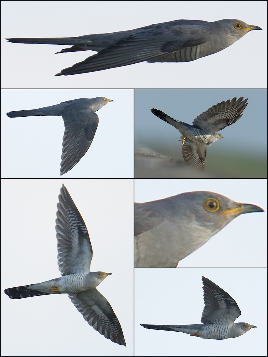 Common Cuckoo - Craig Brelsford