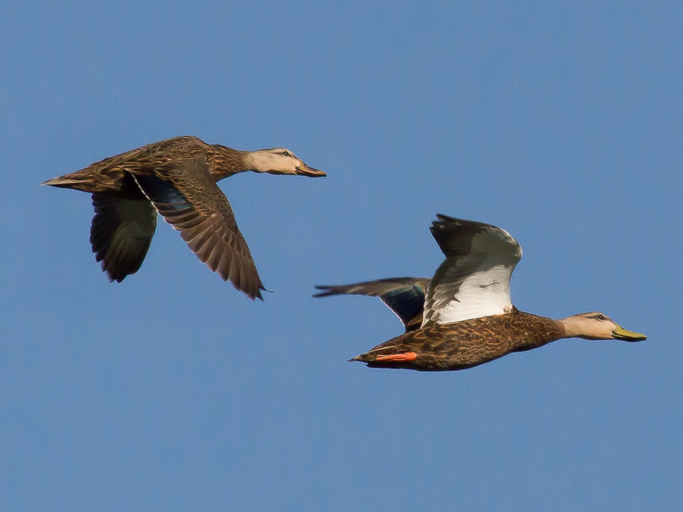 Mottled Duck - Nick Pulcinella