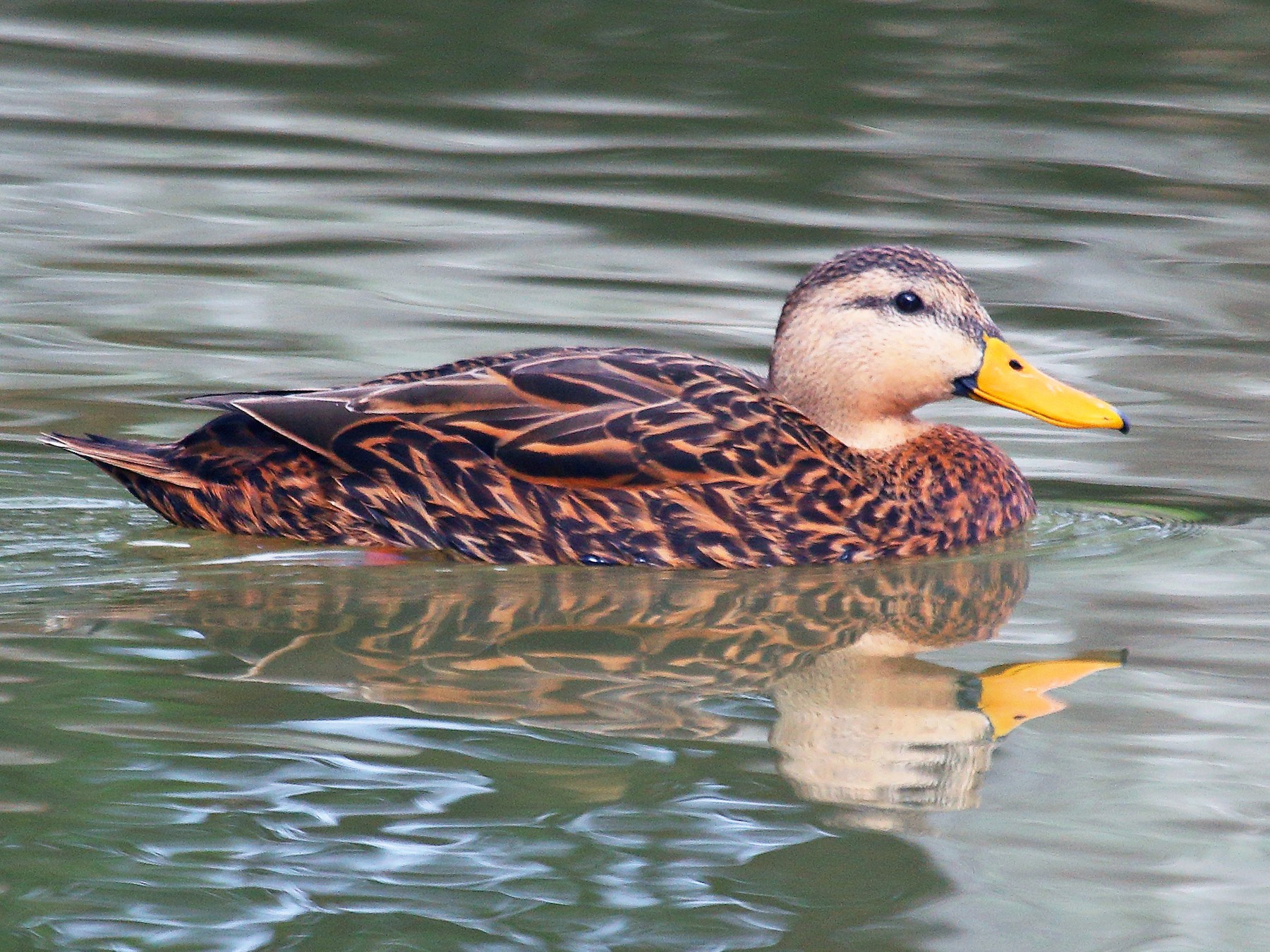 Mottled Duck - Patrick J. Blake