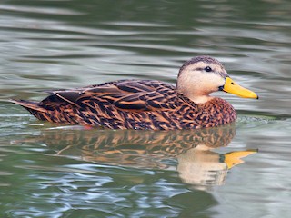 雄鳥 - Patrick J. Blake - ML60291281