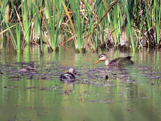 Adult (with Least Grebe) - Lynne Parks - ML60291321