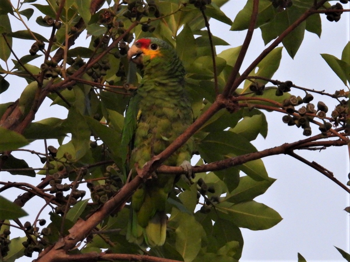 Red-lored Parrot - ML602913781