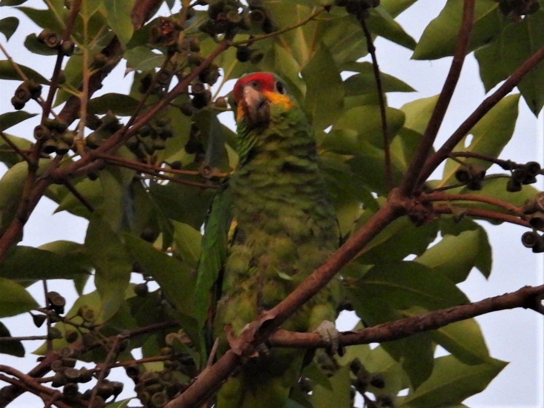 Red-lored Parrot - ML602913861