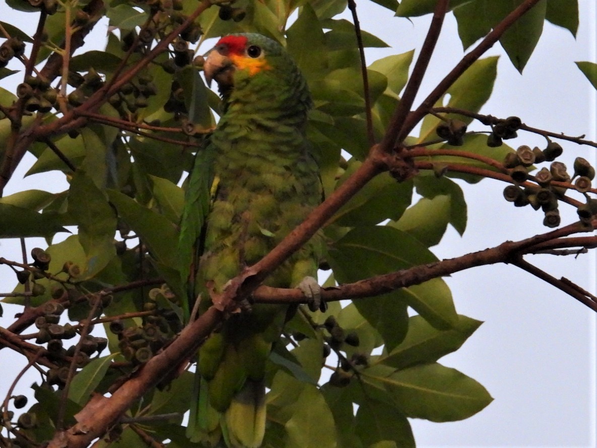 Red-lored Parrot - ML602913951