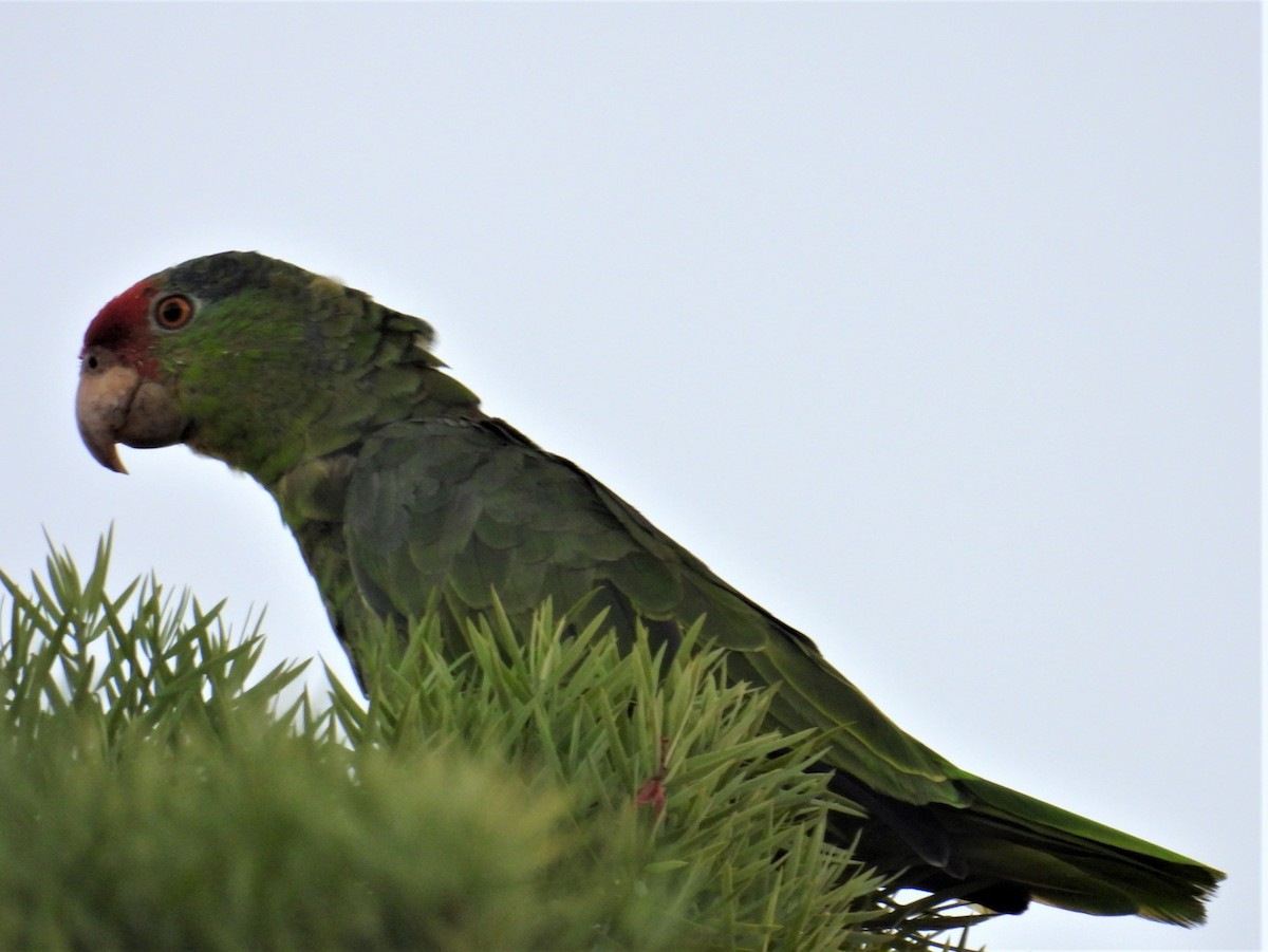 Red-crowned Parrot - ML602914131