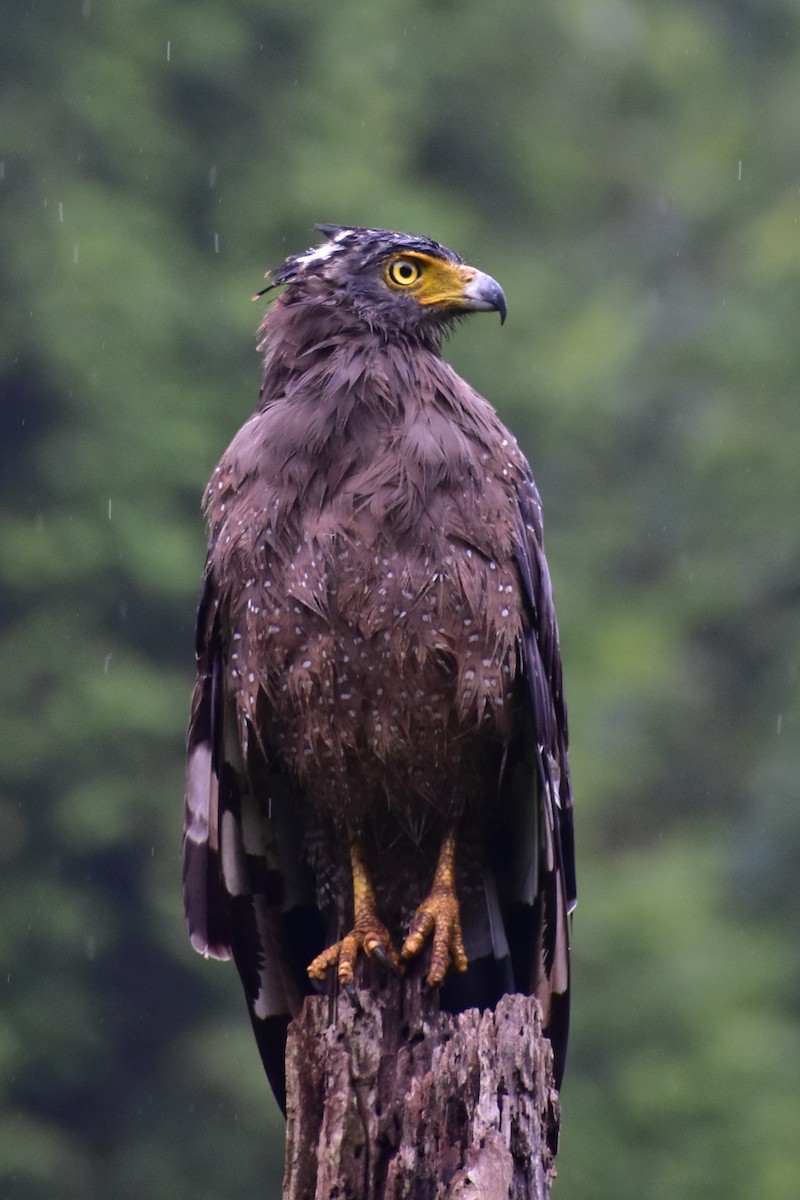 Crested Serpent-Eagle - ML602914561