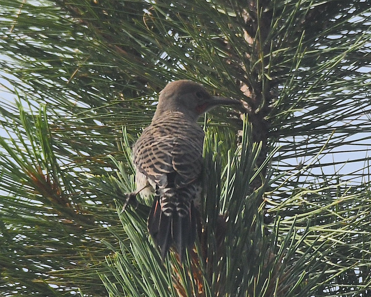 Northern Flicker (Red-shafted) - ML602915291