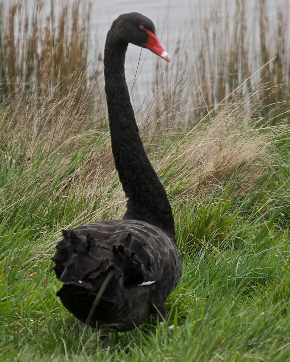 Black Swan - ML602915521