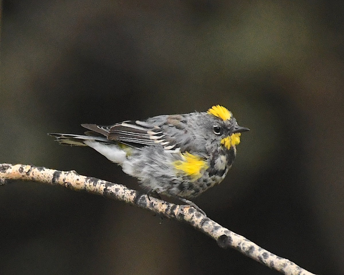 Yellow-rumped Warbler (Audubon's) - ML602916781