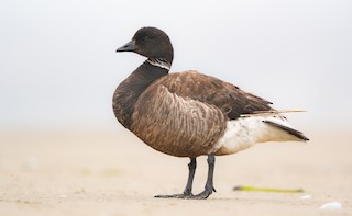 Brant