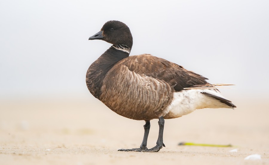 Brant