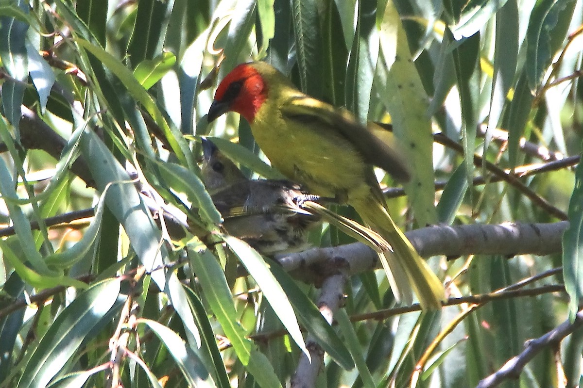 Red-headed Tanager - ML602919491