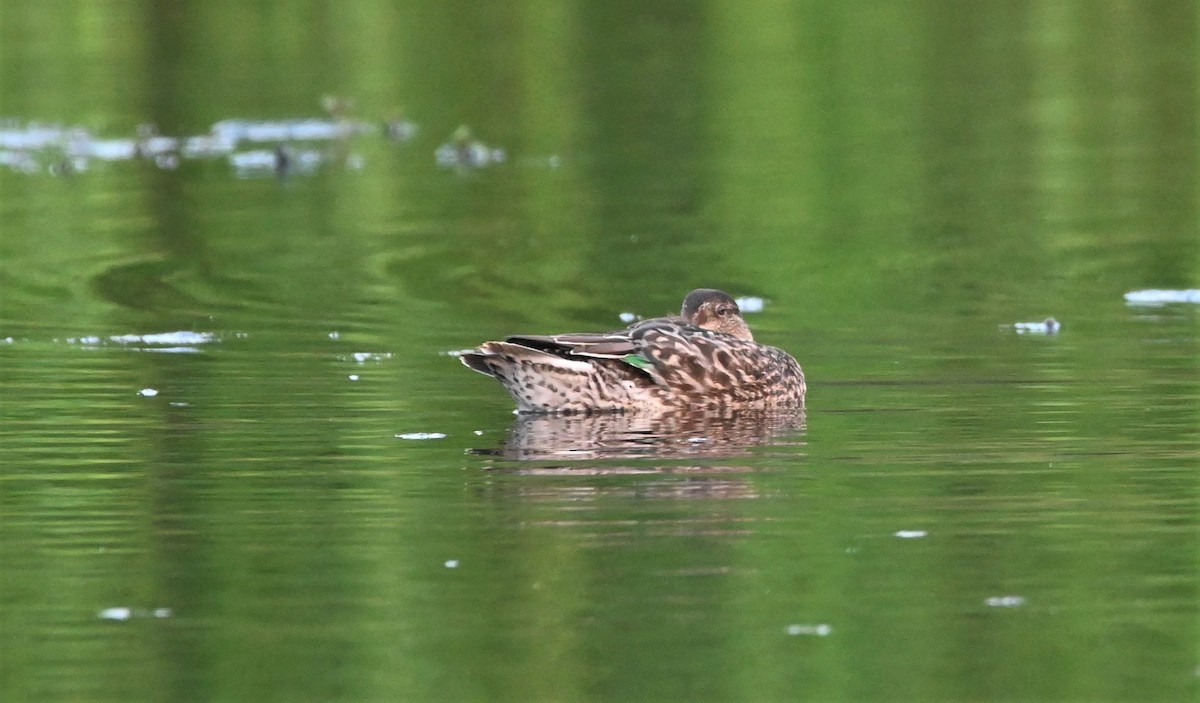 Green-winged Teal - ML602919701