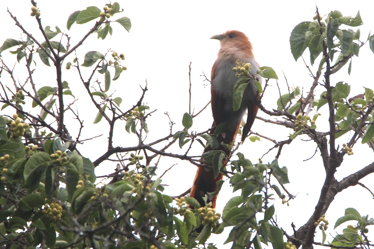 Squirrel Cuckoo (West Mexico) - ML602919781