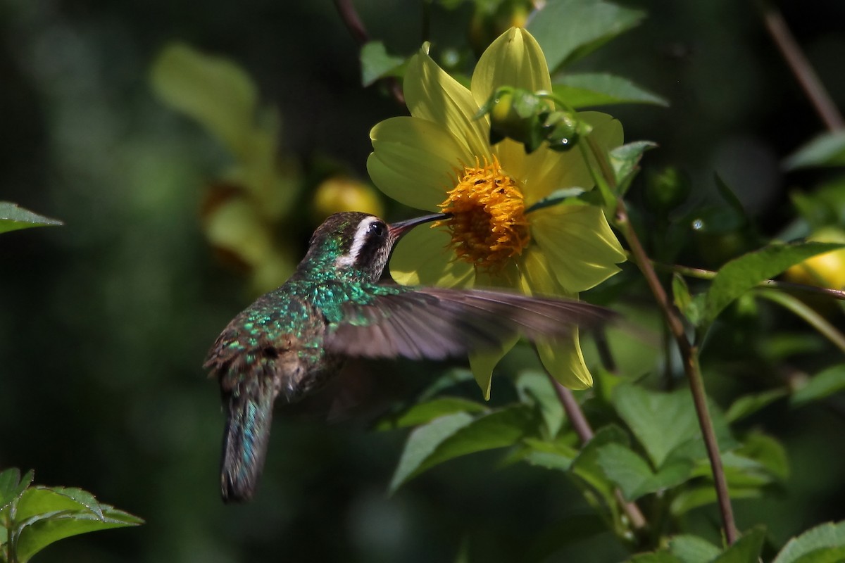 kolibřík bělouchý - ML602920131