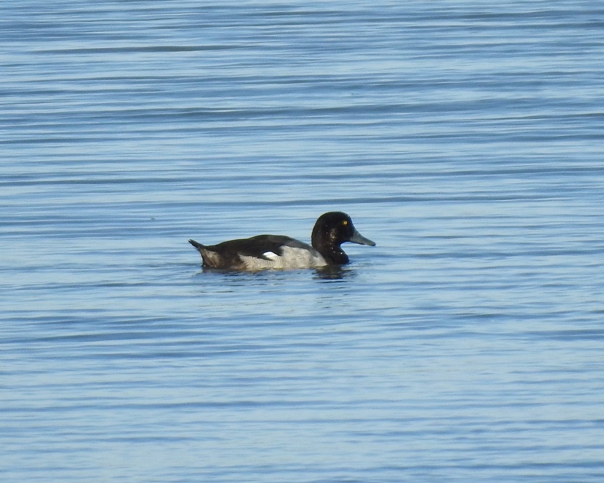 Greater Scaup - ML602920161