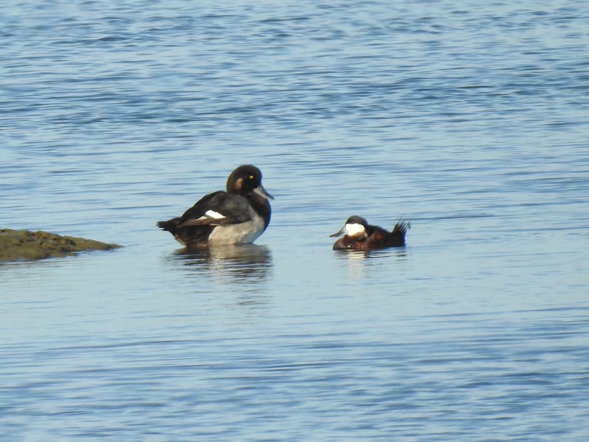 Greater Scaup - ML602920231