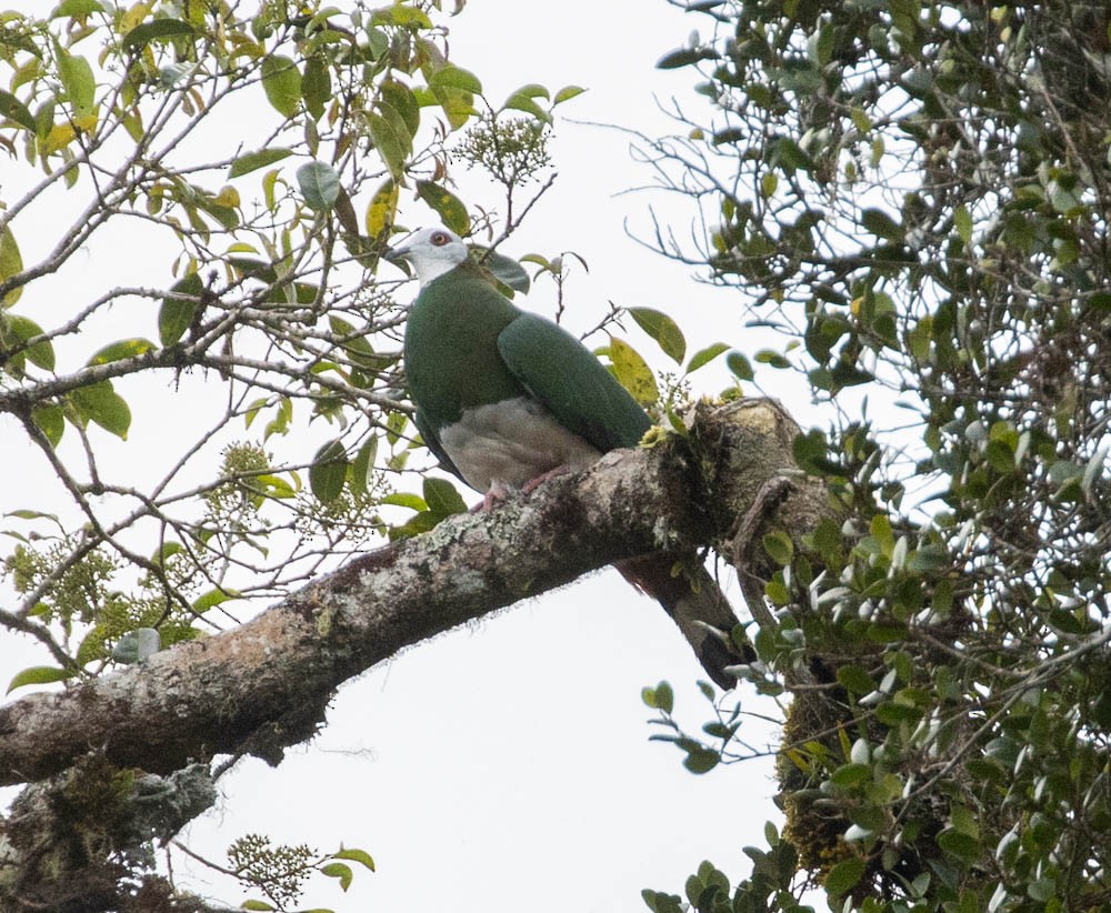 White-bellied Imperial-Pigeon - ML602920481