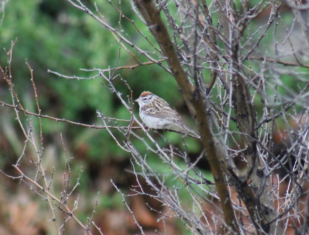 Chipping Sparrow - ML602922581