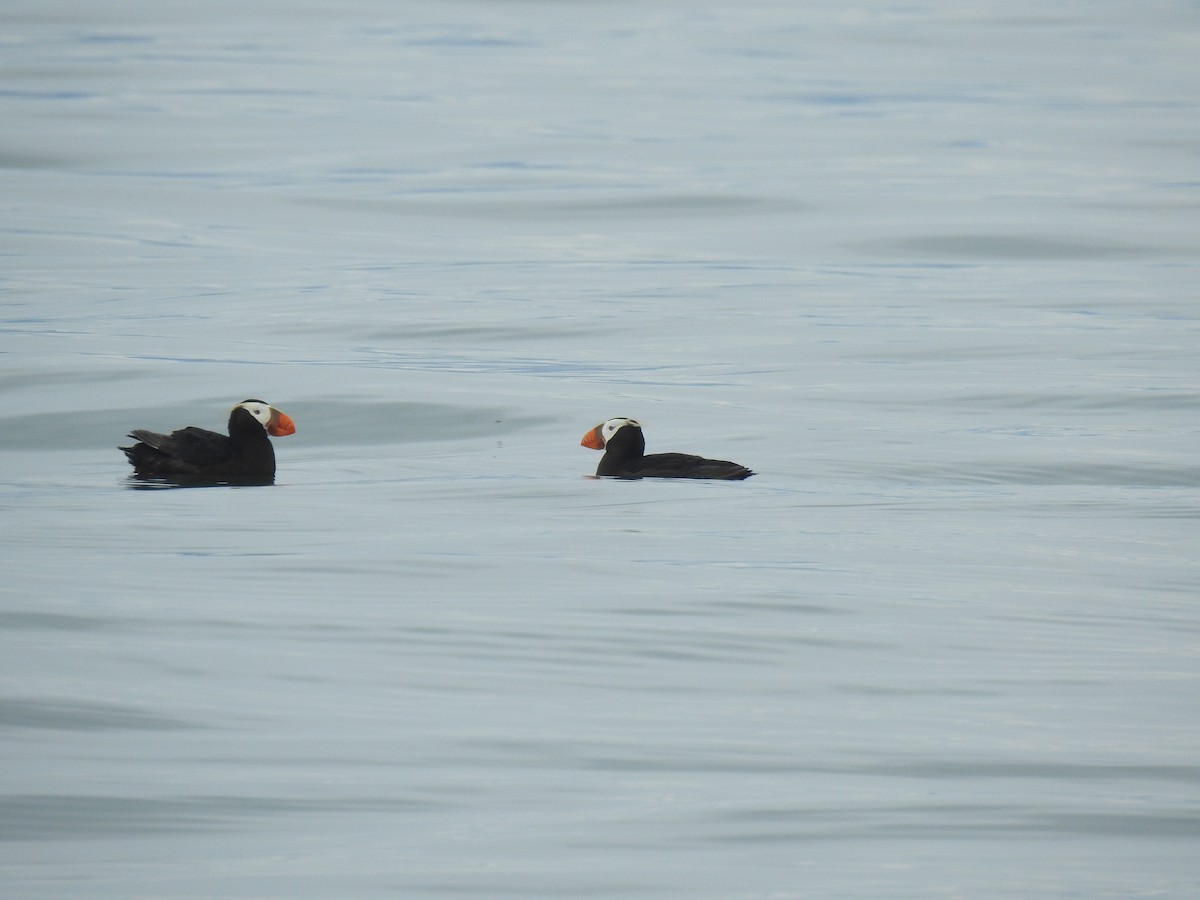 Tufted Puffin - ML602923361