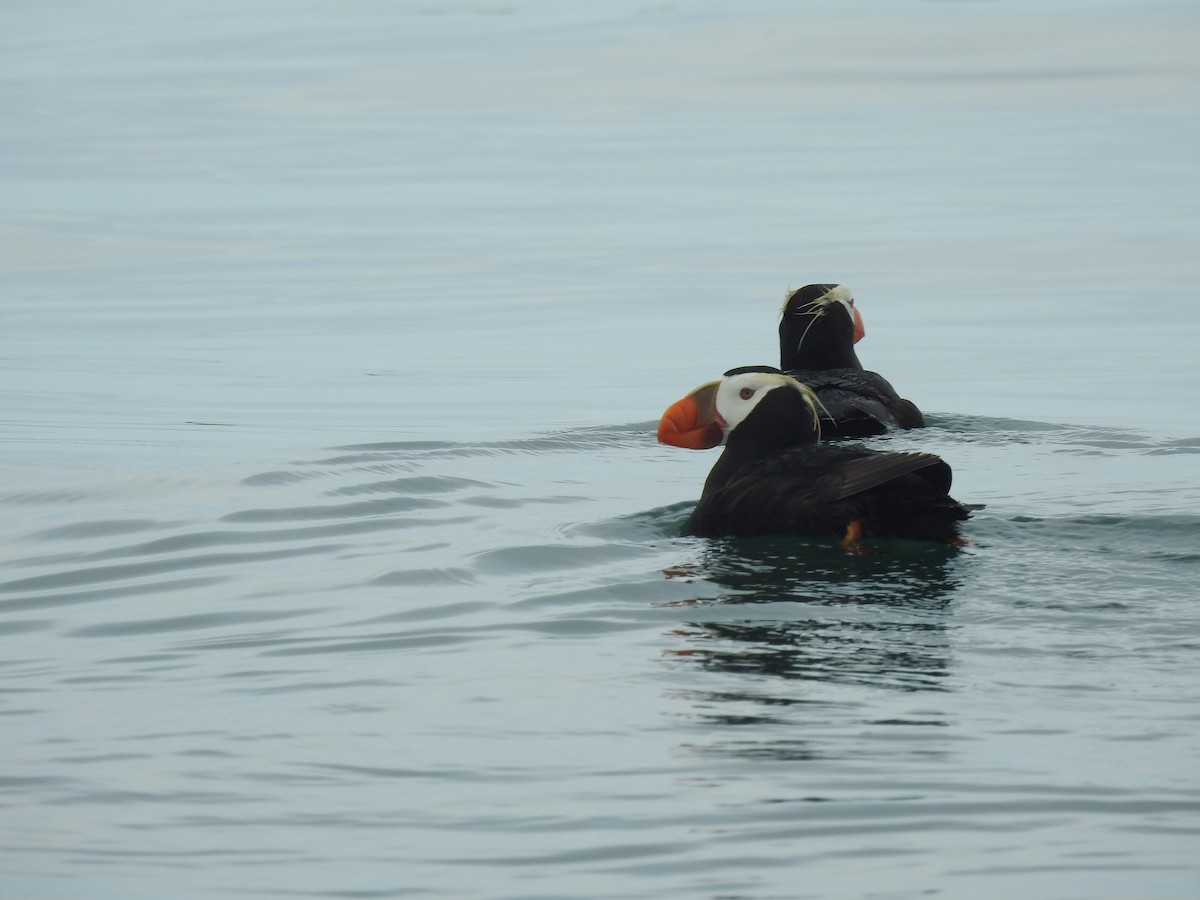 Tufted Puffin - Cameron  Montgomery