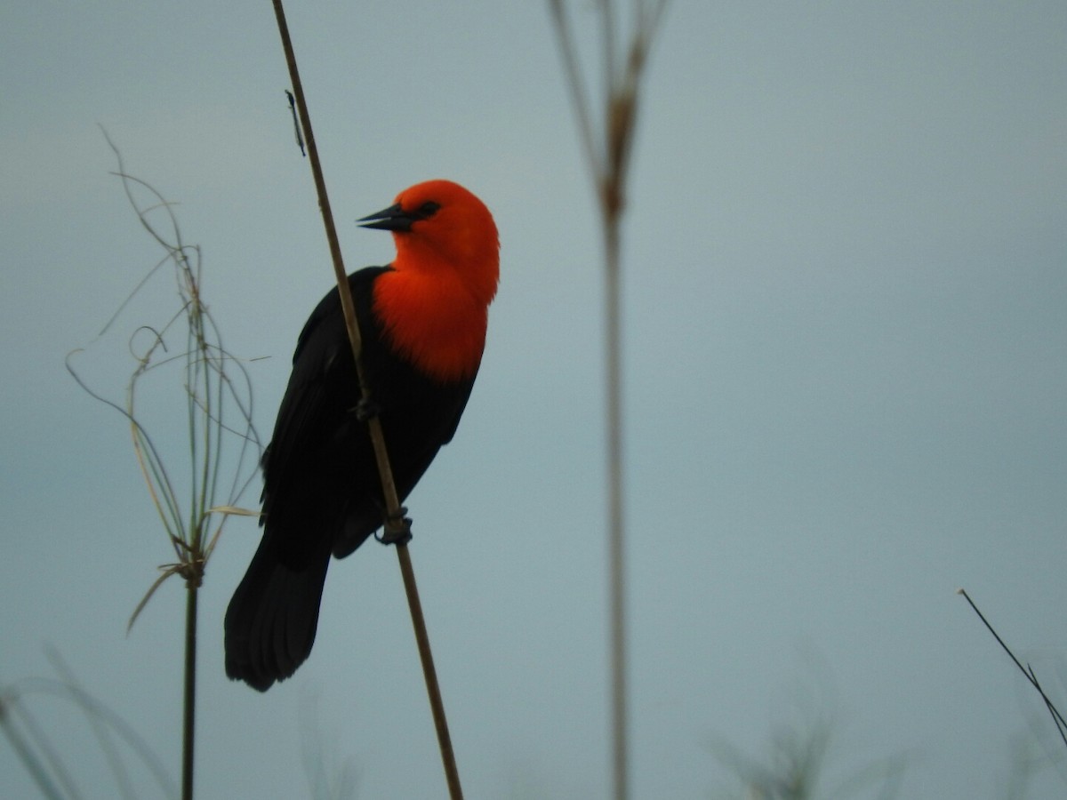Scarlet-headed Blackbird - ML60292481