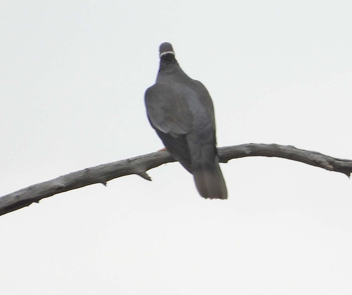 Band-tailed Pigeon - ML602925391