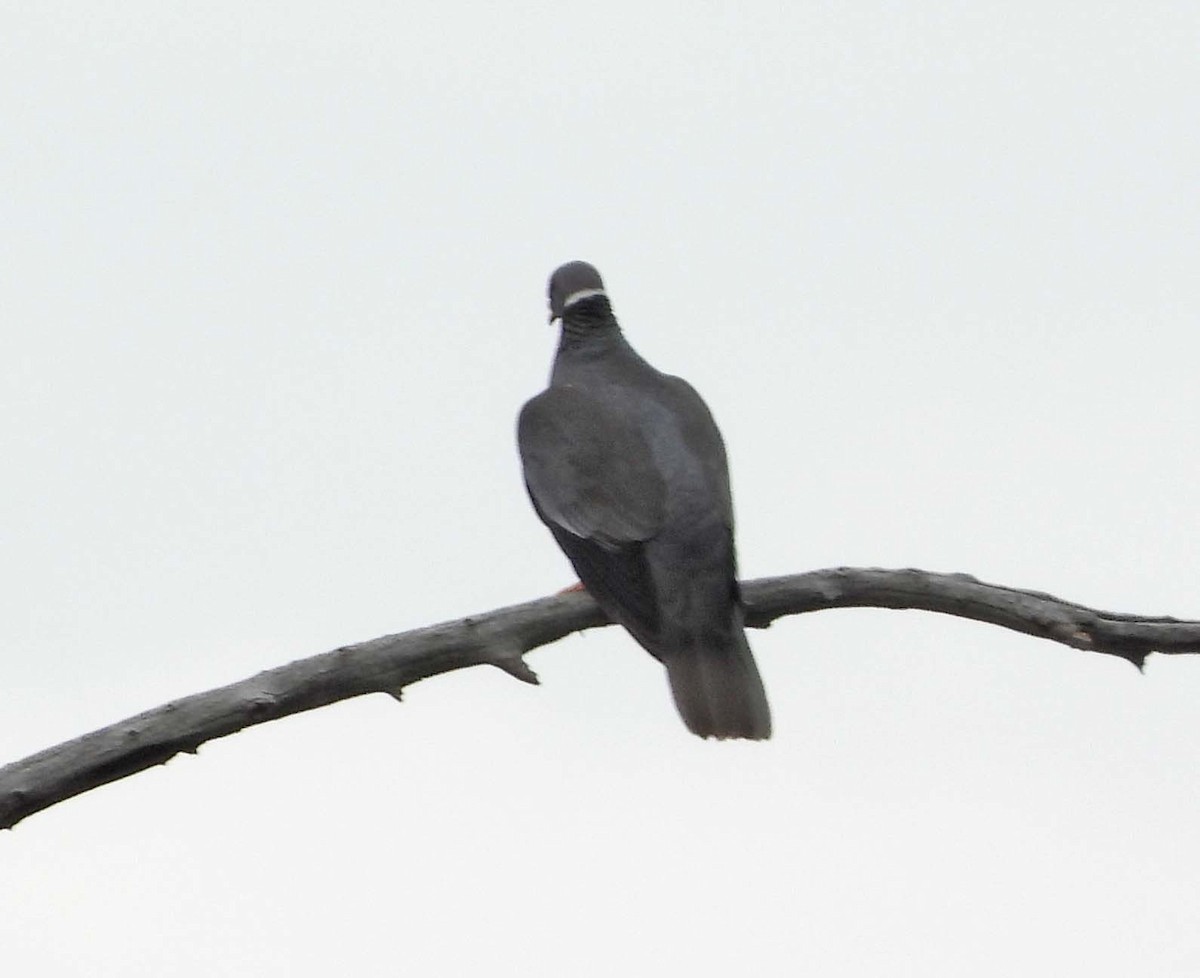 Band-tailed Pigeon - ML602925401