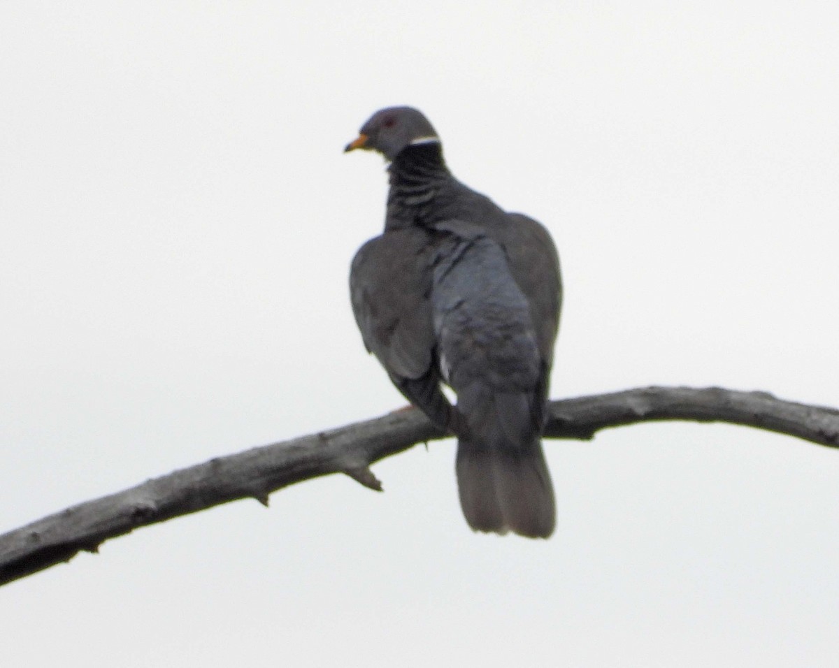 Band-tailed Pigeon - ML602925411