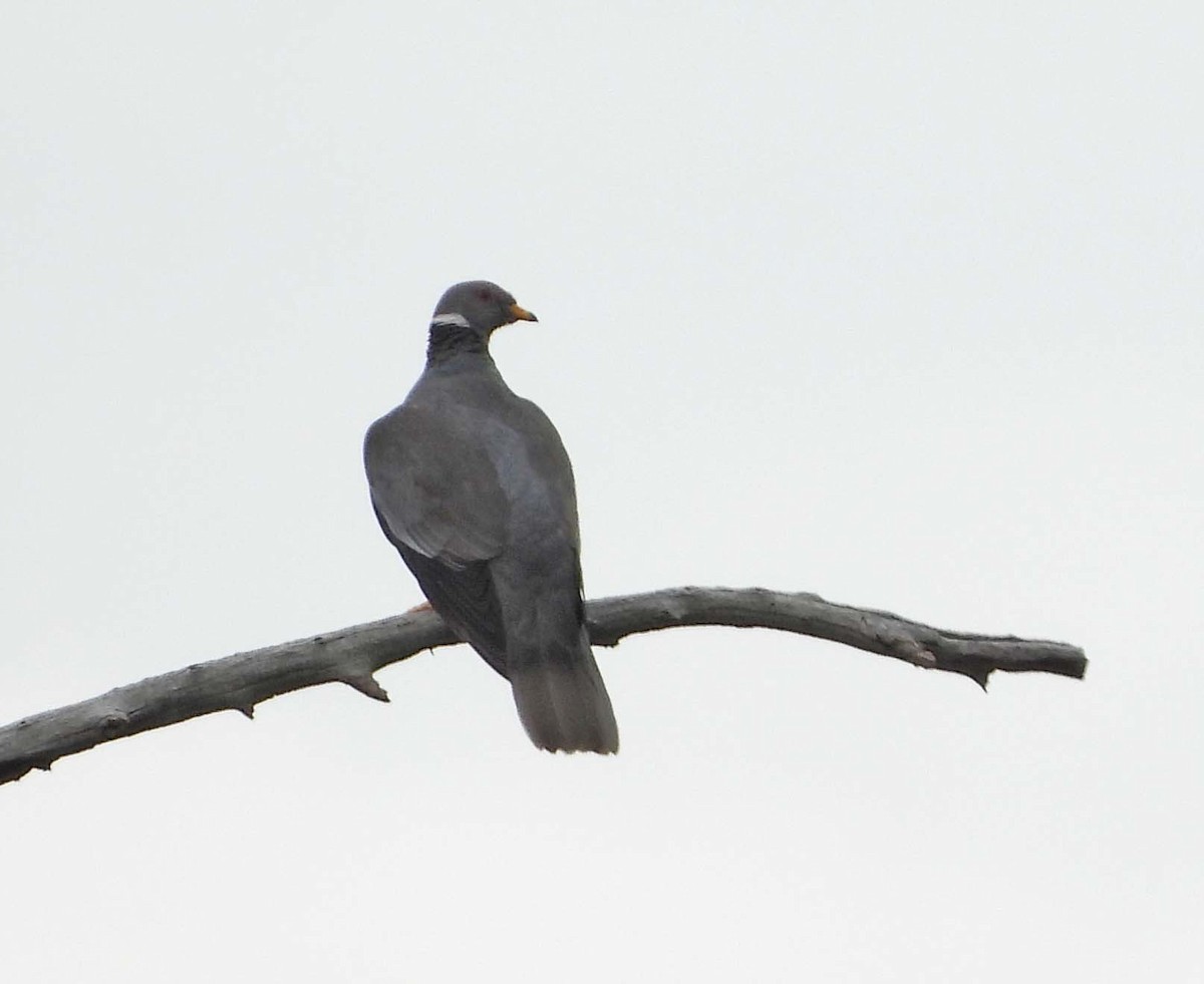 Band-tailed Pigeon - ML602925421