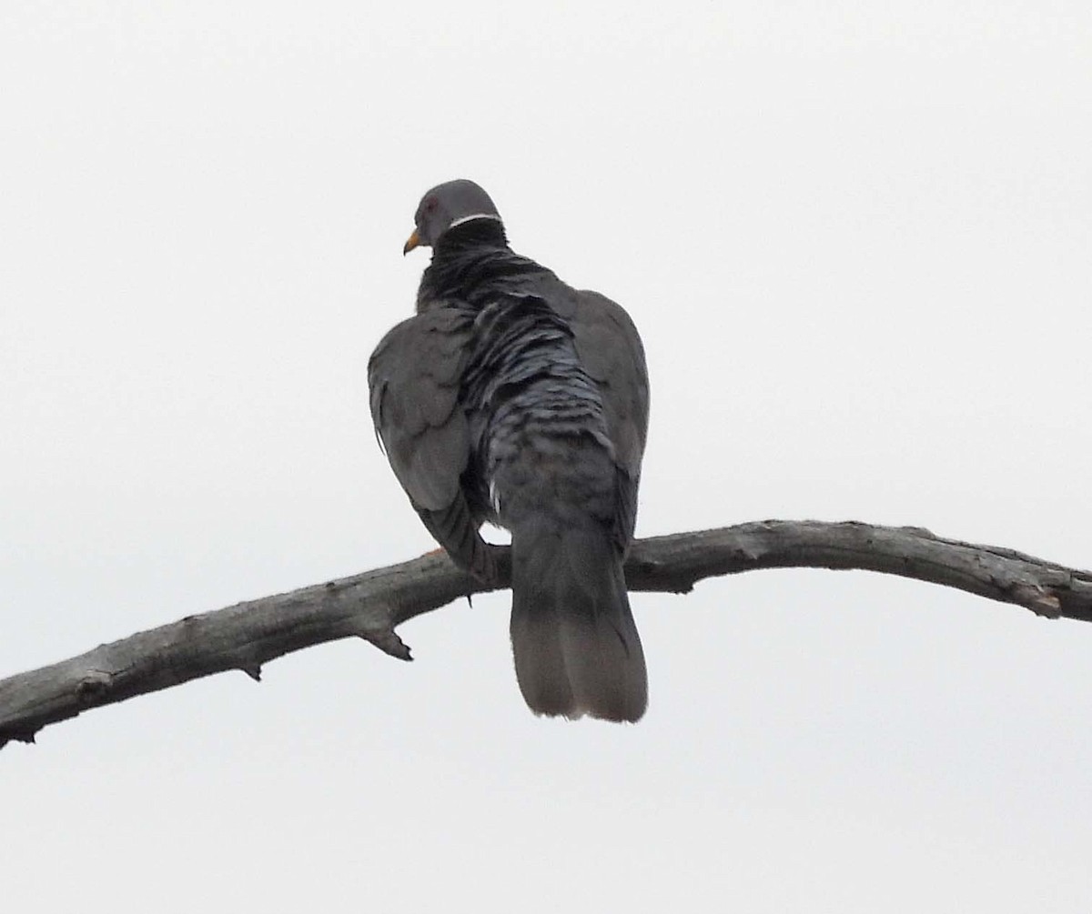 Band-tailed Pigeon - Doug Pfeiffer
