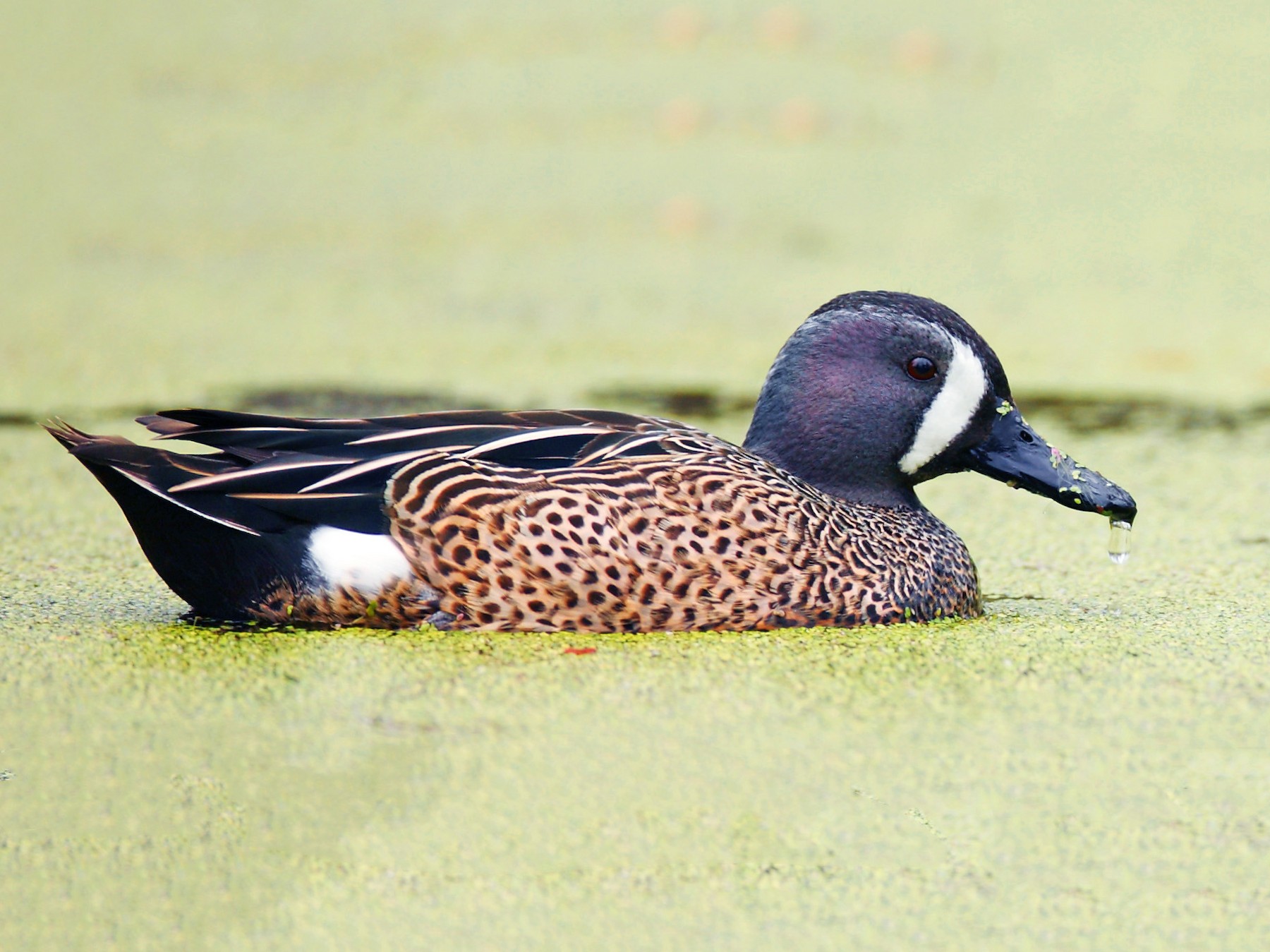 Blue-winged Teal - Dave Spier