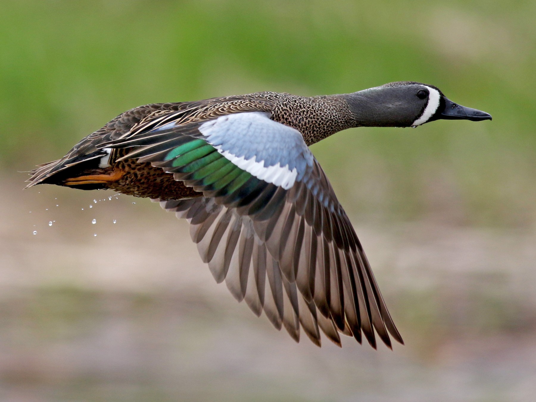 Blue-winged Teal - Jay McGowan