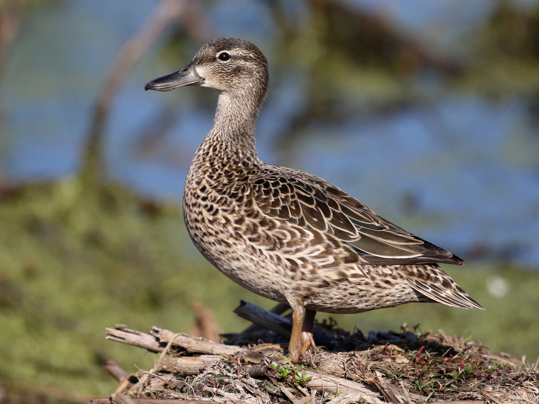 Blue winged shop teal duck