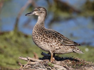 ミカヅキシマアジのスタディバードバードカービング